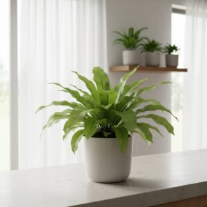 Asplenium — jak uprawiać tę niezwykłą paproć w domu?
