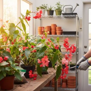 Begonia dragon zimowanie — jak skutecznie przechować roślinę?