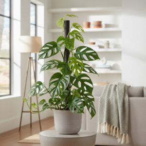 Epipremnum pinnatum — jak dbać o to wyjątkowe pnącze?