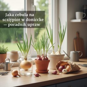 Jaka cebula na szczypior w doniczce — poradnik uprawy