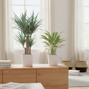 Juka a dracena — jak odróżnić te popularne rośliny doniczkowe?