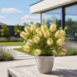Kuflik cytrynowy — uprawa, pielęgnacja i zimowanie callistemon