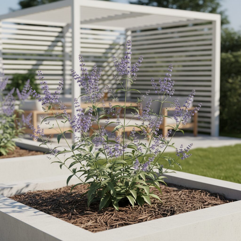 Niepokalanek roślina — jak uprawiać i pielęgnować mnisi pieprz?