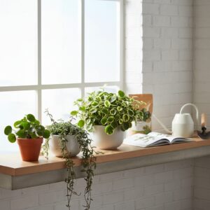 Peperomia jak dbać? Kompletny poradnik uprawy pieprzówki