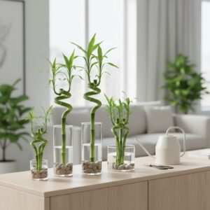 Szczęśliwy bambus — jak dbać o Lucky Bamboo w domu?