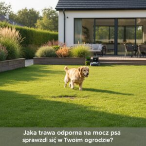 Jaka trawa odporna na mocz psa sprawdzi się w Twoim ogrodzie?
