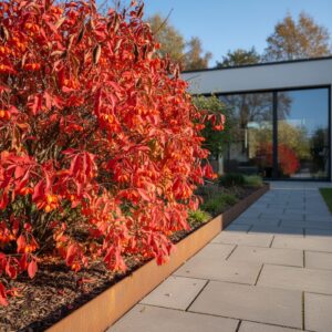 Trzmielina Red Cascade — jak uprawiać ten efektowny krzew?